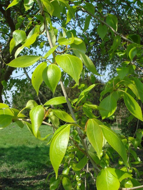 Populus simonii jeune feuille